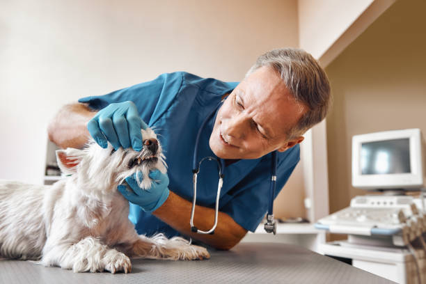  Timonium, MD Emergency Dentist Pros